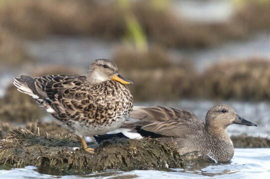 Anas Strepera, Gadwall, Mareca Strepera, Middle Duck, Schnatterente, Anatidae, Birds, Ducks, Ducks, Duckbirds, Waterbirds