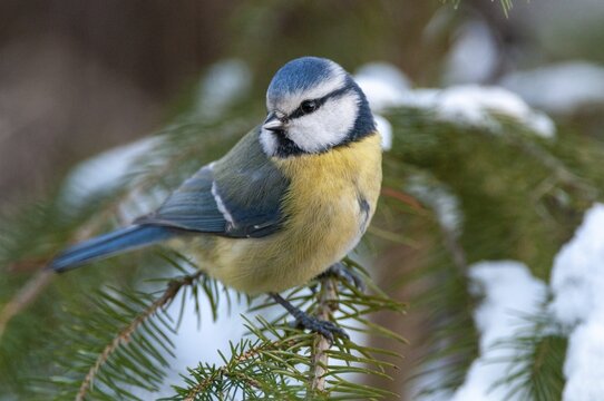 Blue tit, parus caeruleus, birds, tit, passeri, snow, songbirds, snow, songbirds, tits, birds, winter
