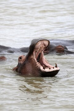 Hippopotamus (Hippopotamus amphibius), adult, in the water, yawning, menacing, portrait, iSimangaliso Wetland Park, KwaZulu-Natal, South Africa