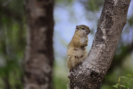 Smith's bush squirrel (Paraxerus cepapi), yellow-footed bush squirrel, adult, tree trunk, alert, Kruger National Park, South Africa