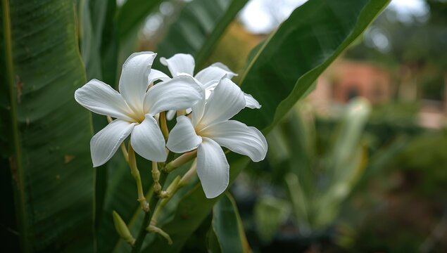 White Tropical Flowers Blooming Among Green Leaves in a Lush Garden Setting