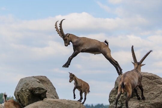 A male ibex (Capra ibex) jumps from rock to rock. A blue sky with clouds can be seen in the background. Carinthia, Austria