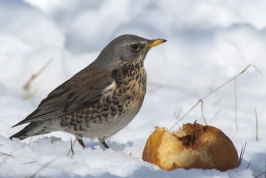 Fieldfares, Turdus pilaris, juniper thrush, birds, thrush, passeri, songbirds, thrush, birds, winter