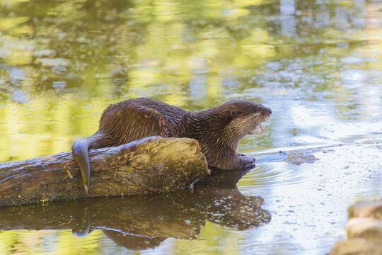 On a sunny day, an oriental small-clawed otter (Aonyx cinerea) lies on a log floating in the water, with the green vegetation on the bank reflected on the waters surface. India to Southeast Asia, islands of Sumatra, Java, Borneo and Palawan