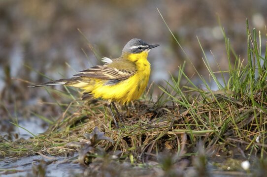 Motacilla flava, sheeptail, western yellow wagtail, yellow wagtail, birds, plumage care, male, passeri, preening, songbirds, songbirds, birds