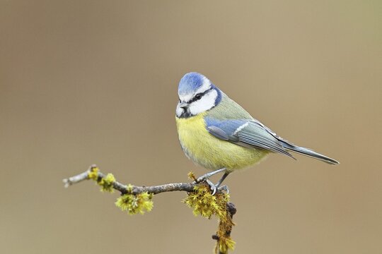 Blue tit (Parus caeruleus), sitting on a branch covered with moss, Wilnsdorf, North Rhine-Westphalia, Germany