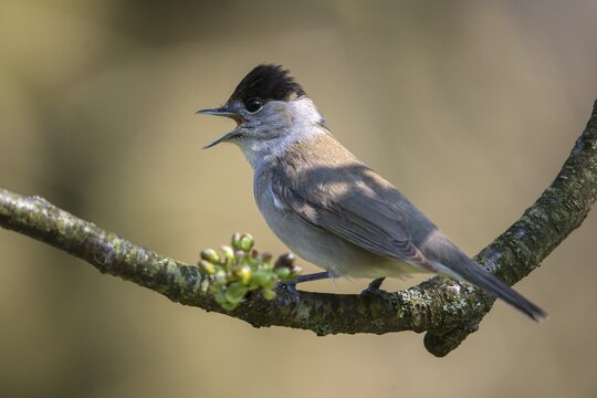 Blackcap, blackcap, blackcap, Sylvia atricapilla, birds, call, song, male, passeri, call, singing, songbirds, birds