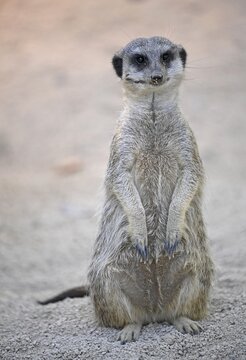 Meerkat (Suricata suricatta), captive, alert, Germany