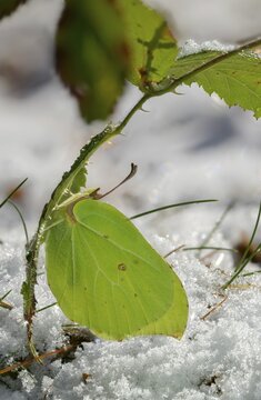 Brimestone, Gonepteryx Rhamni, butterfly, ice, frost, high size, portrait, insects, butterfly, snow, butterflies, snow, butterflies, winter
