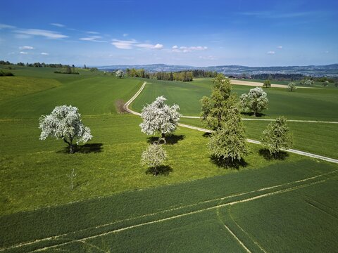 Blooming fruit trees, Geltwil, Freiamt, Canton of Aargau Switzerland