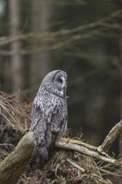 One great grey owl (Strix nebulosa) sitting on the root of a fallen spruce tree