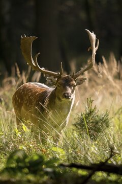 Dama dama, fallow deer, fallow deer, high size, vertical format, mammals, shovelers, mammals