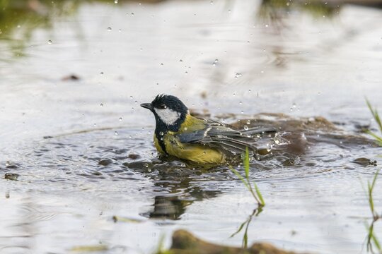 Great tit, great tit, parus major, bath, bird bath, birds, tit, passeri, songbirds, songbirds, tits, potions, birdbath, birds, watering place