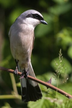 Brandenburg, Germany, Lanius Collurio, Nabu, Nabu project, national natural heritage, Gr&uuml;nhaus natural paradise, red-backed shrike, redback shrike, post-mining landscape, birds, green house, high size, portrait format, male, passeri, songbirds, songbirds, birds, shrikes