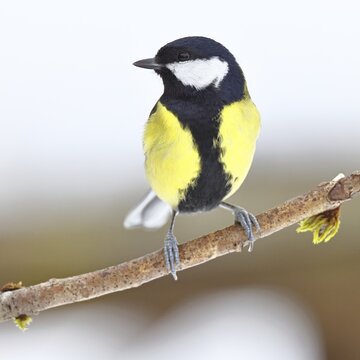 Great Tit (Parus major), sitting on a branch overgrown with moss and lichen, Wildlife, Animals, Birds, Tits, Wilnsdorf, North Rhine-Westphalia, Germany