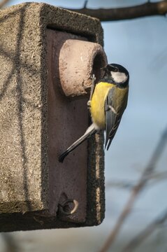 Great tit, great tit, parus major, birds, garden, high size, portrait format, tits, nesting aid, nest box, passeri, songbirds, songbirds, tits, birds