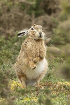 European brown hare (Lepus europaeus) adult animal shaking its body in grassland, England, United Kingdom