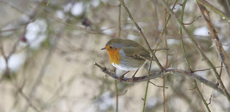 Robin (Erithacus rubecula), on a twig in the branches of a dog rose (Rosa canina), Wilnsdorf, North Rhine-Westphalia, Germany
