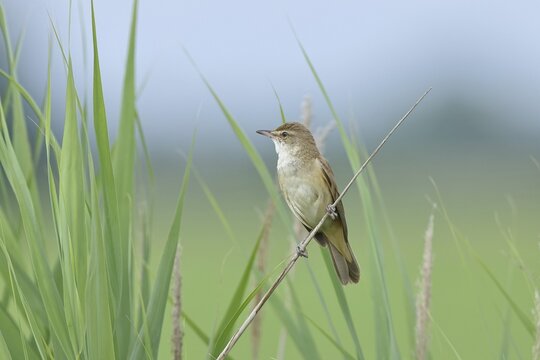 Great Reed Warbler (Acrocephalus arundinaceus), singing, twittering, sitting on a reed stalk in a reedbed, natural habitat, migratory bird, songbirds Lake Neusiedl, Burgenland, Austria
