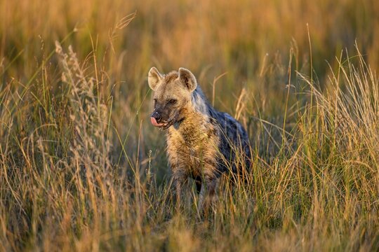 Spotted hyena (Crocuta crocuta) in the tall grass near Atzar&oacute; Camp, Okavango Delta, North-West District, Botswana