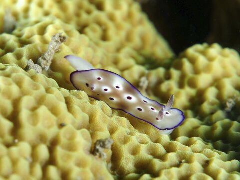 A nudibranch with purple edges and a spotted pattern, the magnificent star snail (Hypselodoris tryoni), Twin Reef dive site, Penyapangan, Bali, Indonesia