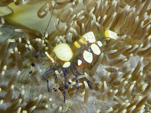 A delicate peacock-eyed anemone shrimp (Ancylocaris brevicarpalis) rests on a brown sea anemone in the sea. Dive site Secret Bay, Gilimanuk, Bali, Indonesia