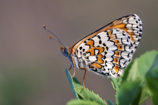 Brandenburg, common cheek moth, Germany, Glanville Fritillary, Melitaea Cinxia, Nabu, national natural heritage, natural paradise Gr&uuml;nhaus, plantain cheekmoth, post-mining landscape, butterfly, green house, insects, butterfly, butterflies