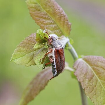 Cockchafer, forest cockchafer (Melolontha hippocastani), male, on a leaf, close-up, Wilnsdorf, North Rhine-Westphalia, Germany