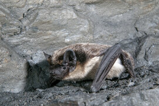 Leather-winged bat, parti-coloured bat, vespertilio murinus, bicolor bat, chiroptera, bats, mammals, mammals