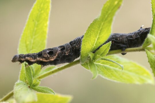 Deilephila Elpenor, medium wine swarmer, sphingidae, butterfly, elephant hawk moth, insects, large elephant hawk moth, moths, moths, moths, caterpillar, butterfly, swarmer, wine swarmer