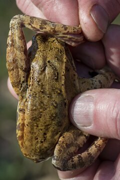 Common frog, common frog, rana temporaria, amphibians, amphibians, heel sample, frog, frogs, high size, portrait format, amphibians, amphibians