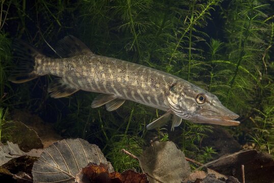 Esox Lucius, pike, pike, predatory fish, fishes, northern pike, pisces