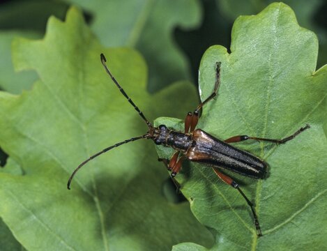 Stenocorus meridianus, variable longhorn beetle, variable stumbbock, beetle, longhorn beetle, insects, beetles