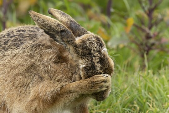 European brown hare (Lepus europaeus) adult animal washing its face in grassland, England, United Kingdom