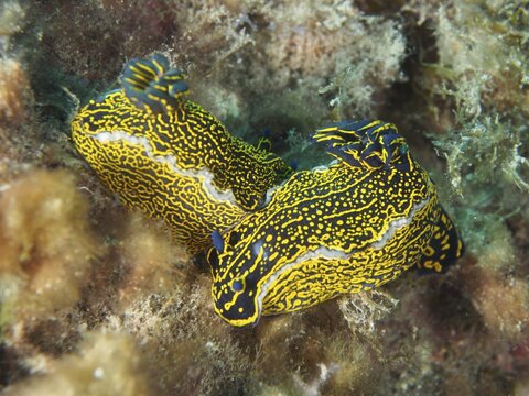 A pair of brightly coloured nudibranchs, the yellow-and-purple star nudibranch (Felimare picta), dive site: El Cabron Marine Reserve, Arinaga, Gran Canaria, Spain, Europe, Atlantic Ocean