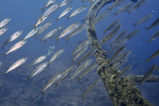 A school of yellow-striped boops (Boops boops) swims alongside an overgrown structure in the blue water, at the Condesito wreck dive site, Las Galletas, Tenerife, Canary Islands, Spain