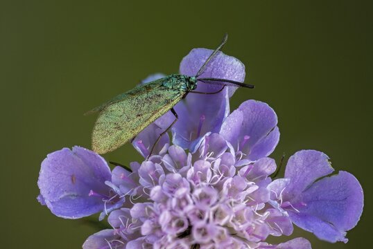 Adscita geryon, cistus forester, green ram, sunrose green ram, zygaenidae, burnet, butterfly, insects, moths, moths, moths, butterfly