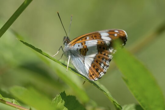 Small kingfisher, Ladoga camilla, limenitis camilla, white admiral, butterfly, insects, butterfly, butterflies