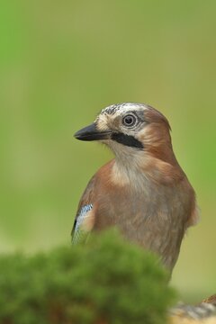 Eurasian jay (Garrulus glandarius), animal portrait, Wilden, North Rhine-Westphalia, Germany