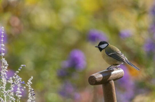 Great tit, great tit, parus major, birds, garden, tits, passeri, songbirds, songbirds, tits, birds