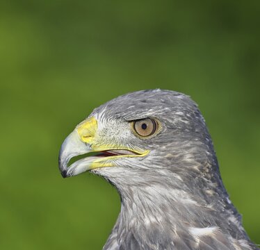 Andean buzzard or blue buzzard (Geranoaetus melanoleucus), animal portrait, head portrait, captive, found in South America, Rhineland-Palatinate, Germany