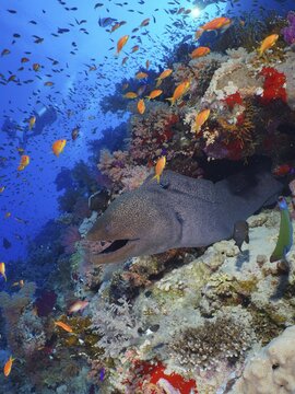 Giant Moray (Gymnothorax javanicus) moray and shoal, group of sea goldie (Pseudanthias squamipinnis), Ras Mohammed National Park dive site, Sinai, Egypt, Red Sea