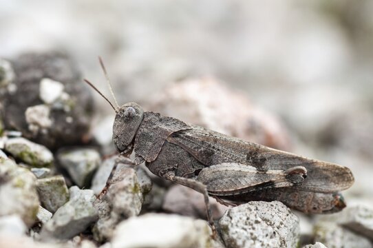 Blue-winged wasteland scare, caelifera, grasshoppers, short-feeler scare, Oedipoda caerulescens, Oedipodinae, blue-winged grasshoppers, grasshoppers, grasshoppers, insects, wasteland scares