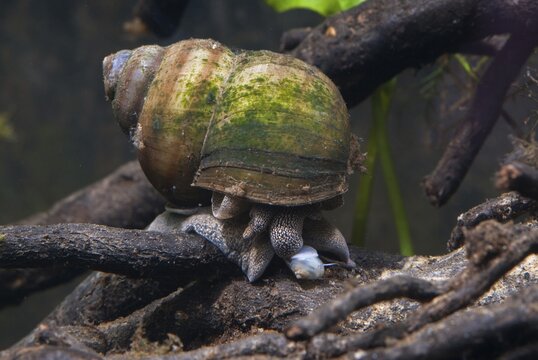 Danube river cover snail, Viviparus acerosus, gastropoda, mollusca, snails, molluscs