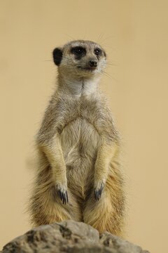 Meerkats (Suricata suricatta)Guard on a stone, captive, Trierpark Uckersdorf, Germany