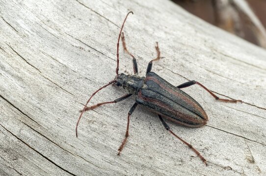 Finland, Oxymirus Cursor, Shoulder Longhorn Beetle, Toxotus Cursor, Beetle, Longhorn Beetle, Coleoptera, Female, Insects, Beetles, Female