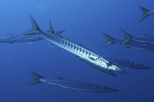 A school of barracuda (Sphyraena sphyraena) swims energetically in the blue ocean, at the Giens Peninsula dive site, Hy&egrave;res, Porquerolles, Provence, C&ocirc;te d'Azur, Mediterranean Sea, France