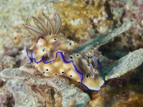 Exotic nudibranch with blue edges and brown patterning, magnificent star snail (Hypselodoris tryoni), in the water, dive site Napoleon, Permuteran, Bali, Indonesia