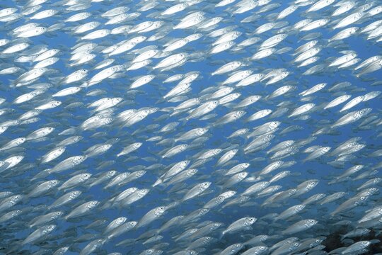 Close-up of a dense school of European sardines (Sardina pilchardus) near the water's surface, with reflections of light, dive site: Faro Reef, Arguinegu&iacute;n, Gran Canaria, Spain, Atlantic Ocean