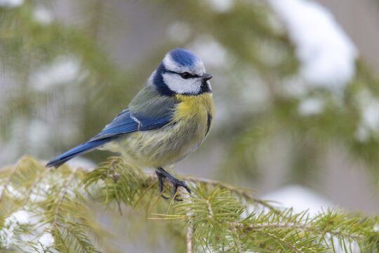 Blue tit, parus caeruleus, birds, tit, passeri, snow, songbirds, snow, songbirds, tits, birds, winter